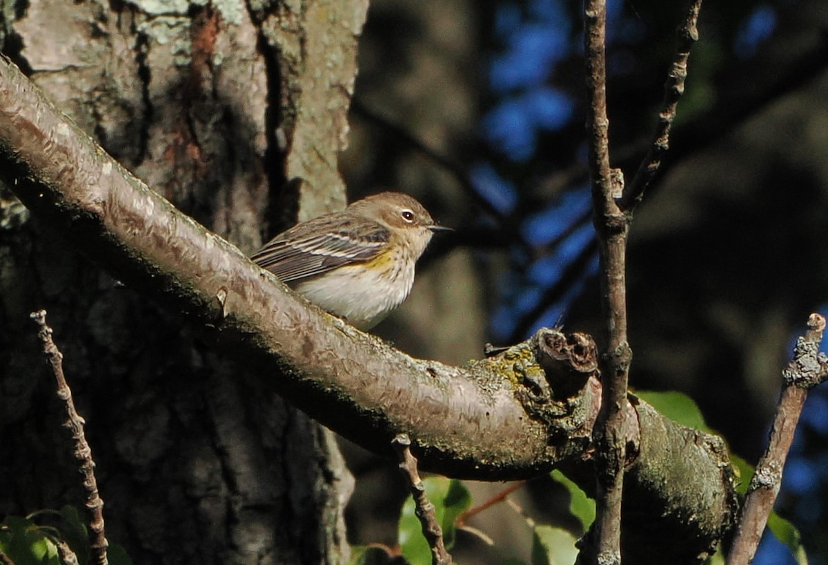 Yellow-rumped Warbler - ML643618523