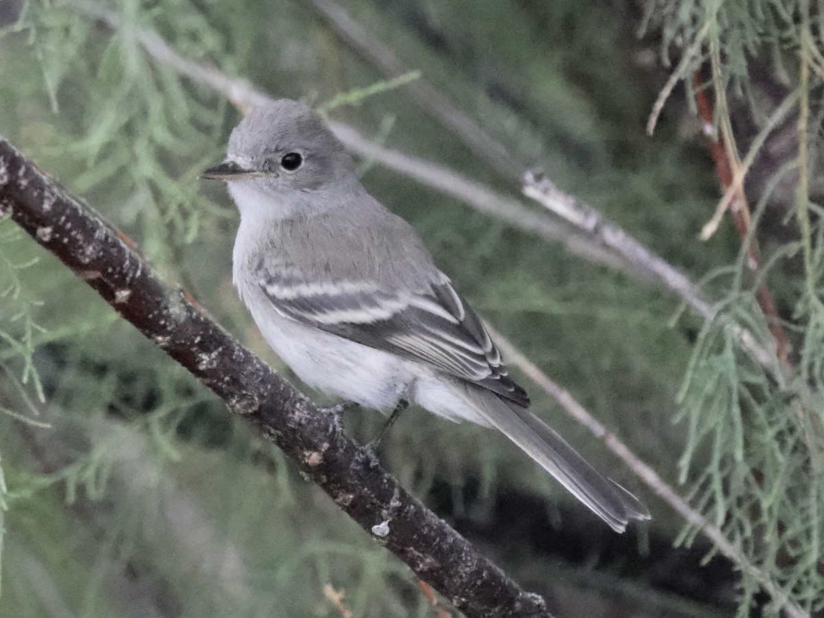 Gray Flycatcher - ML643618525