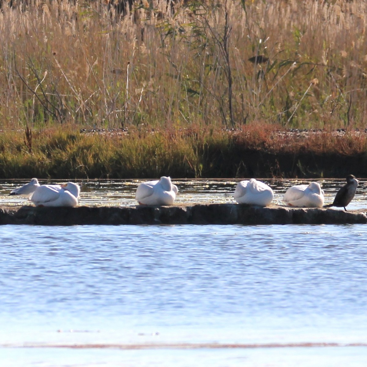 American White Pelican - ML643618530