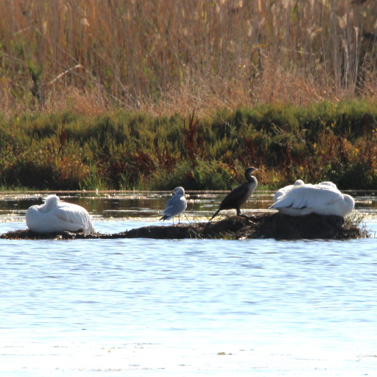 American White Pelican - ML643618532