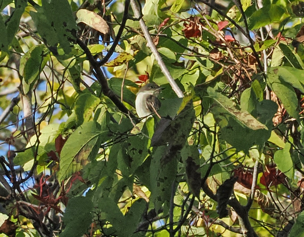 Eastern Wood-Pewee - ML643618536