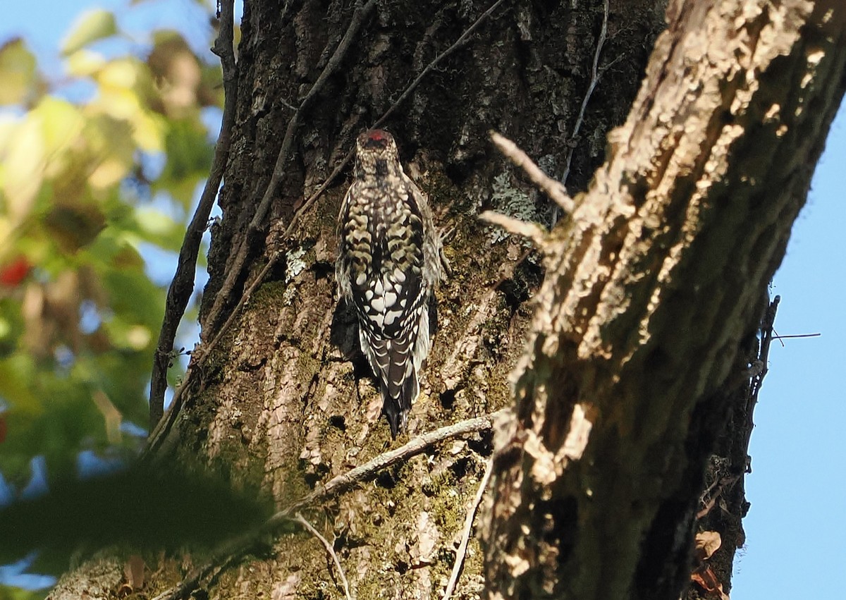 Yellow-bellied Sapsucker - ML643618540