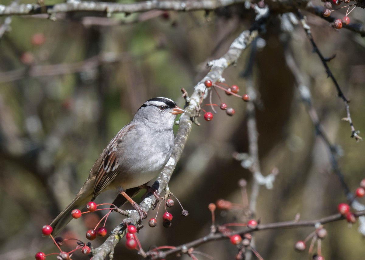 White-crowned Sparrow - ML643618541