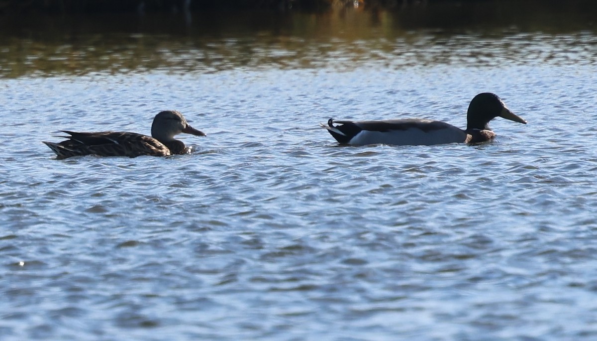 Mallard - ML643618544