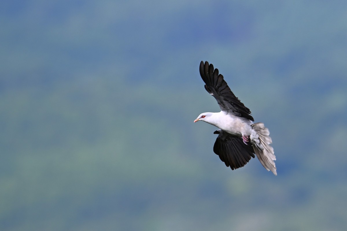 Pale Mountain-Pigeon - ML643618546