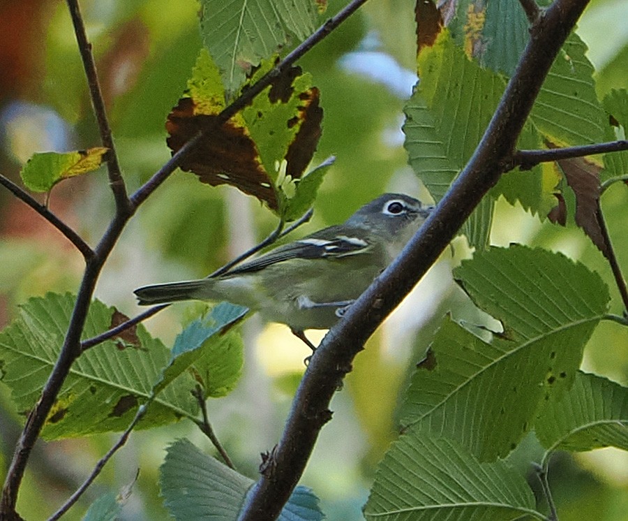 Blue-headed Vireo - ML643618550