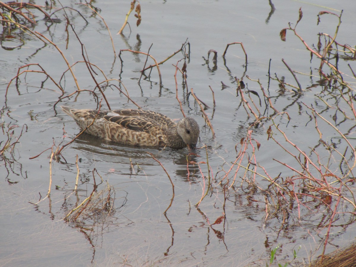 Mallard - ML643618554