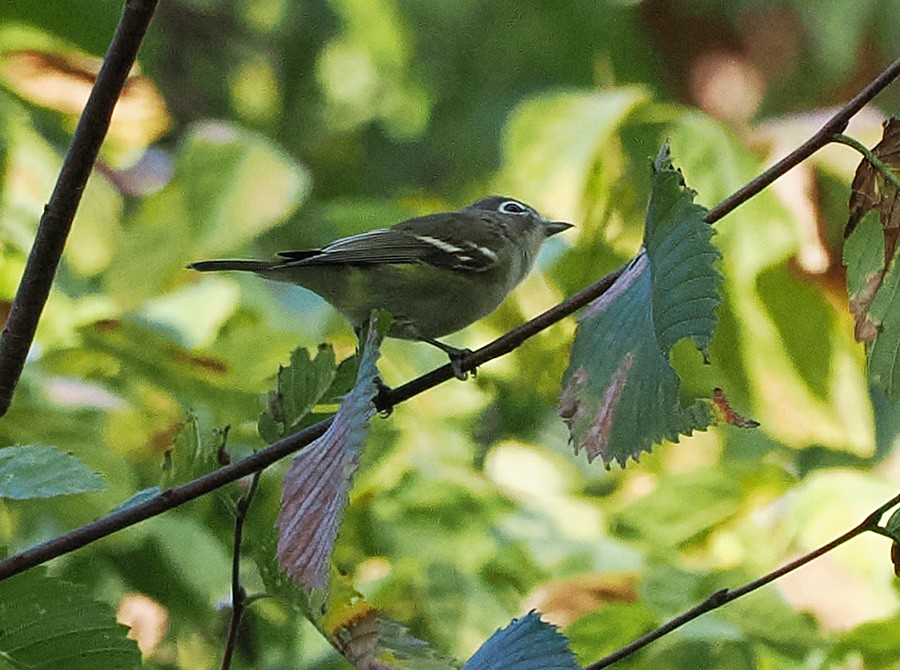 Blue-headed Vireo - ML643618555