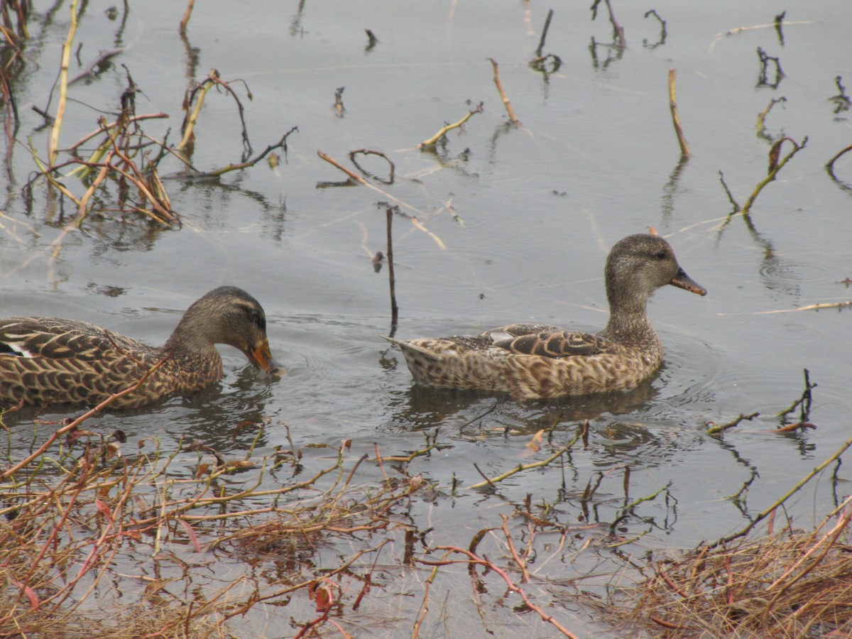 Mallard - ML643618556