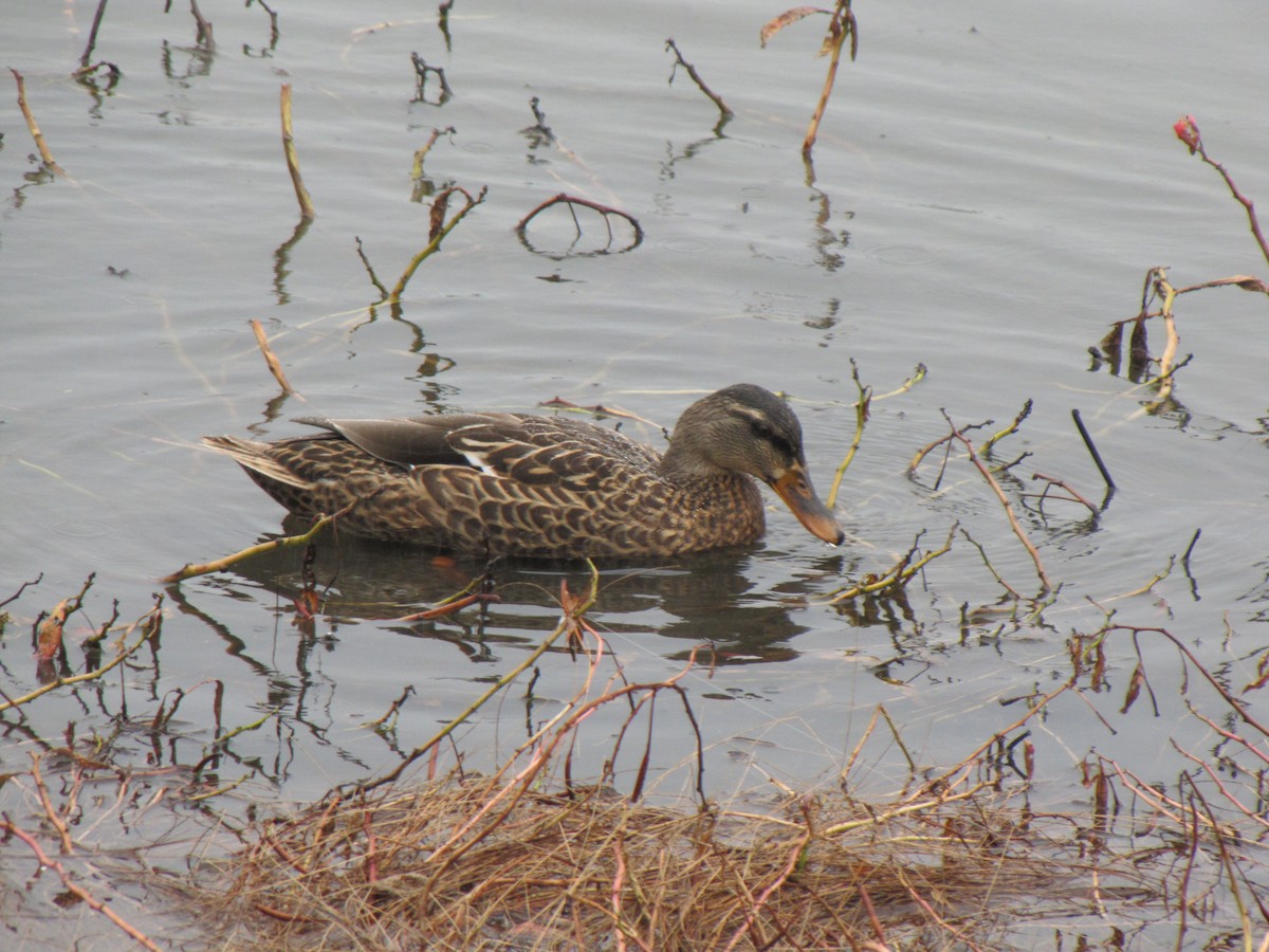 Mallard - ML643618561
