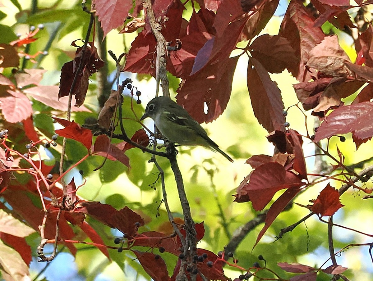Blue-headed Vireo - ML643618566