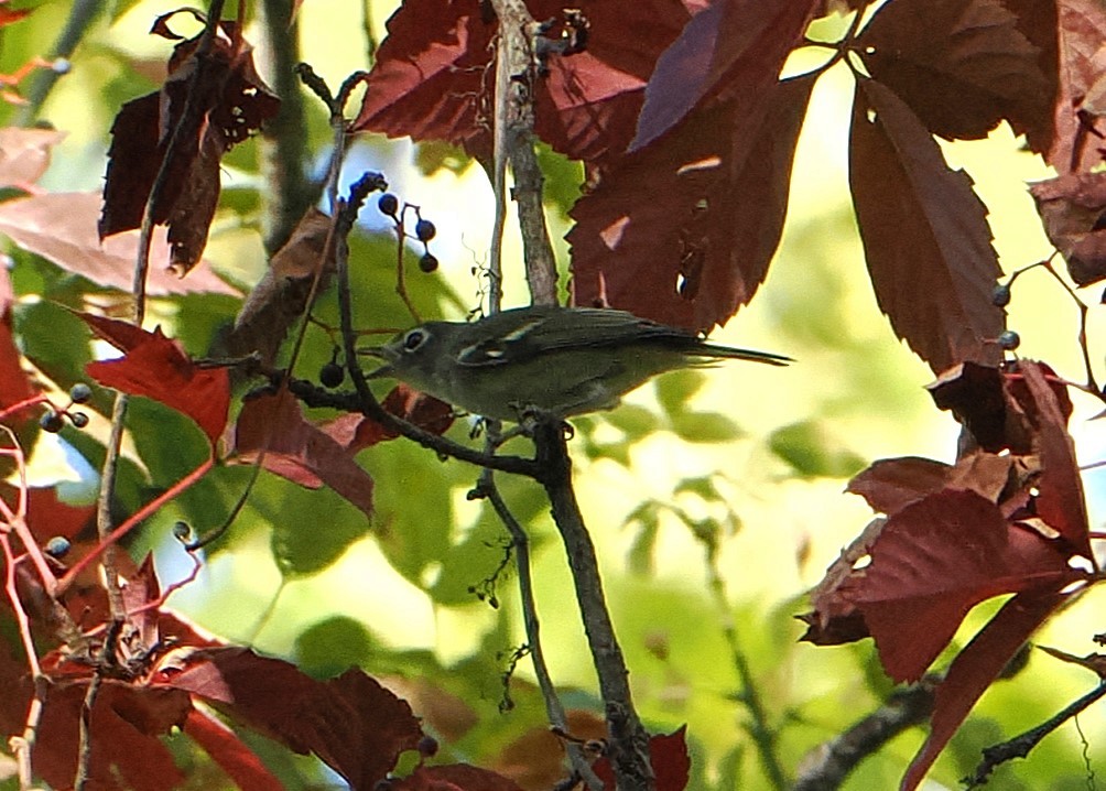 Blue-headed Vireo - ML643618570