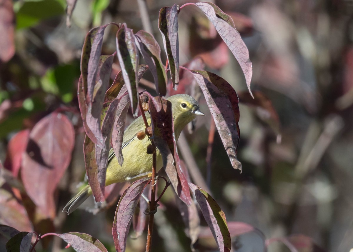 Orange-crowned Warbler - ML643618587