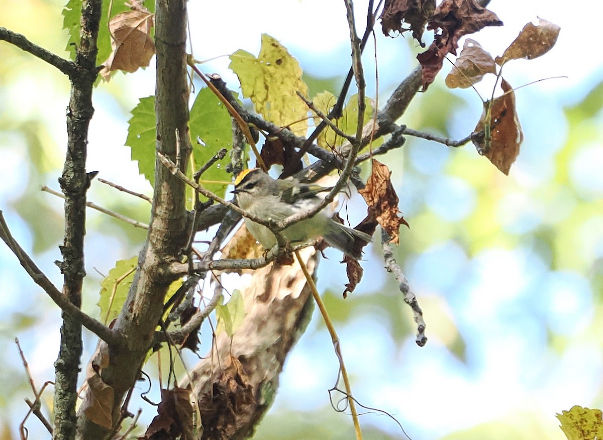 Golden-crowned Kinglet - ML643618591