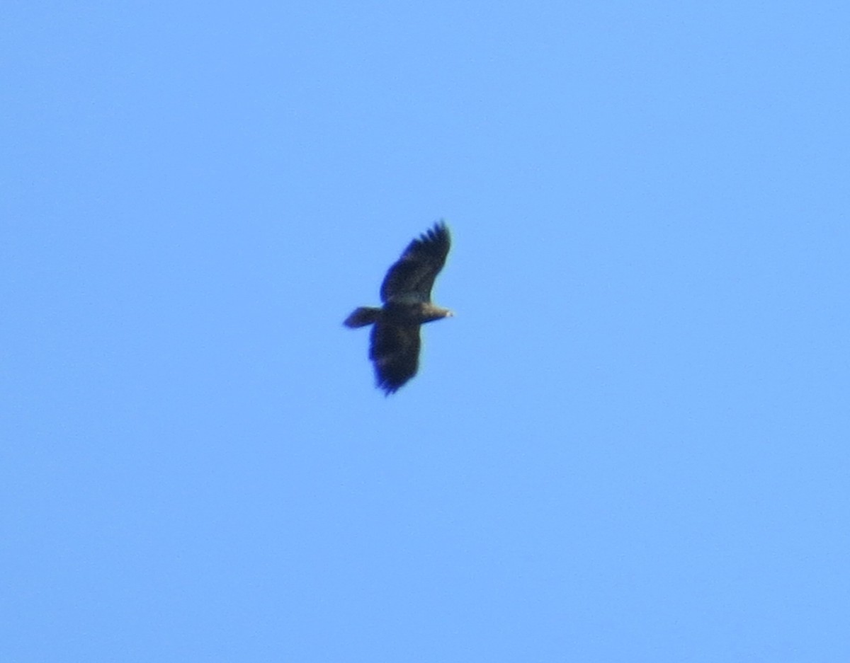 Bald Eagle - ML643618600