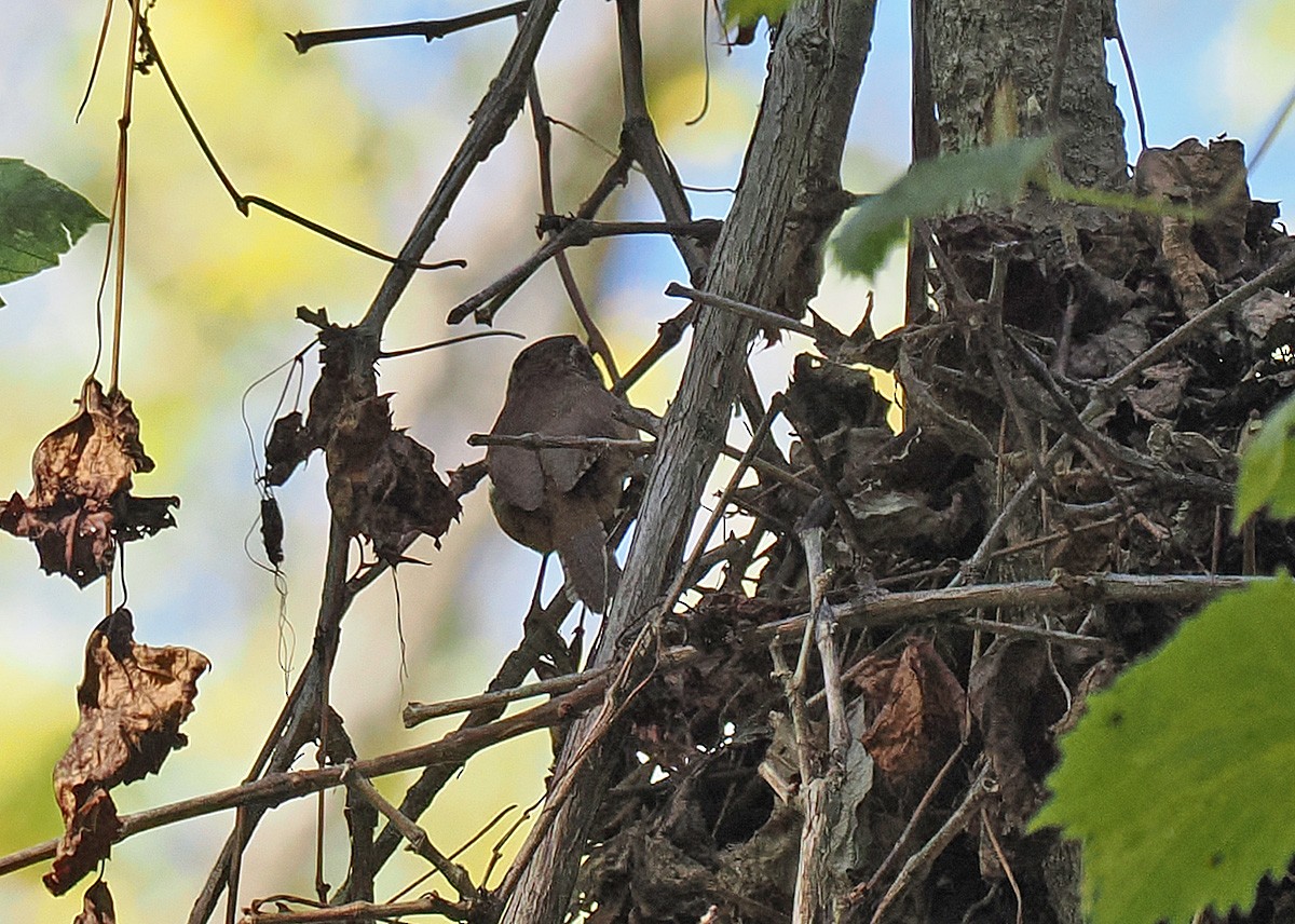 Winter Wren - ML643618608