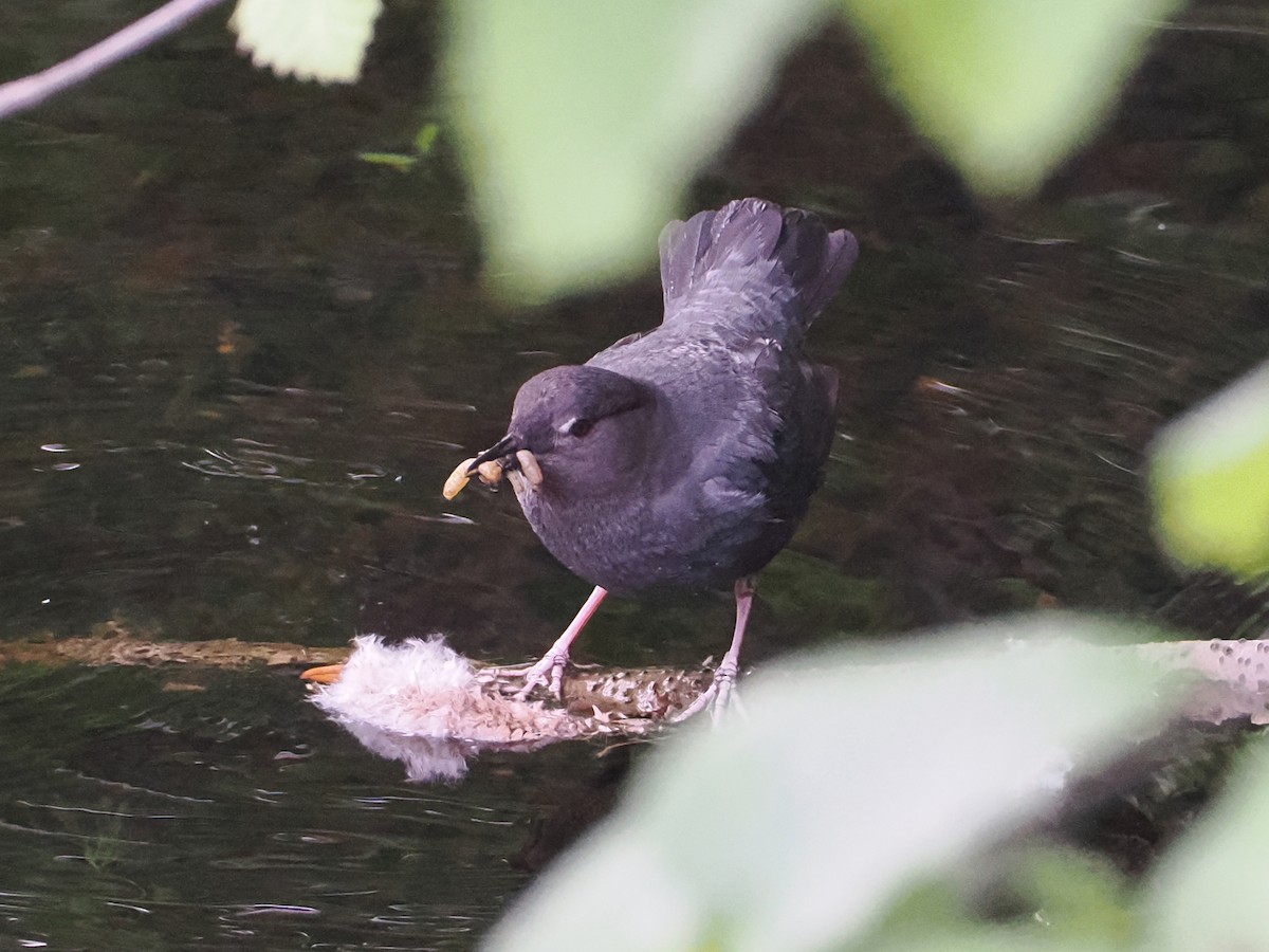 American Dipper - ML643618621