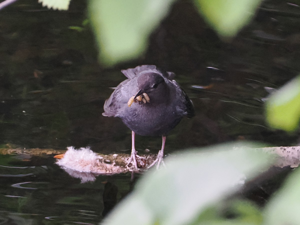 American Dipper - ML643618622