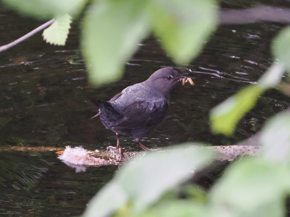 American Dipper - ML643618623