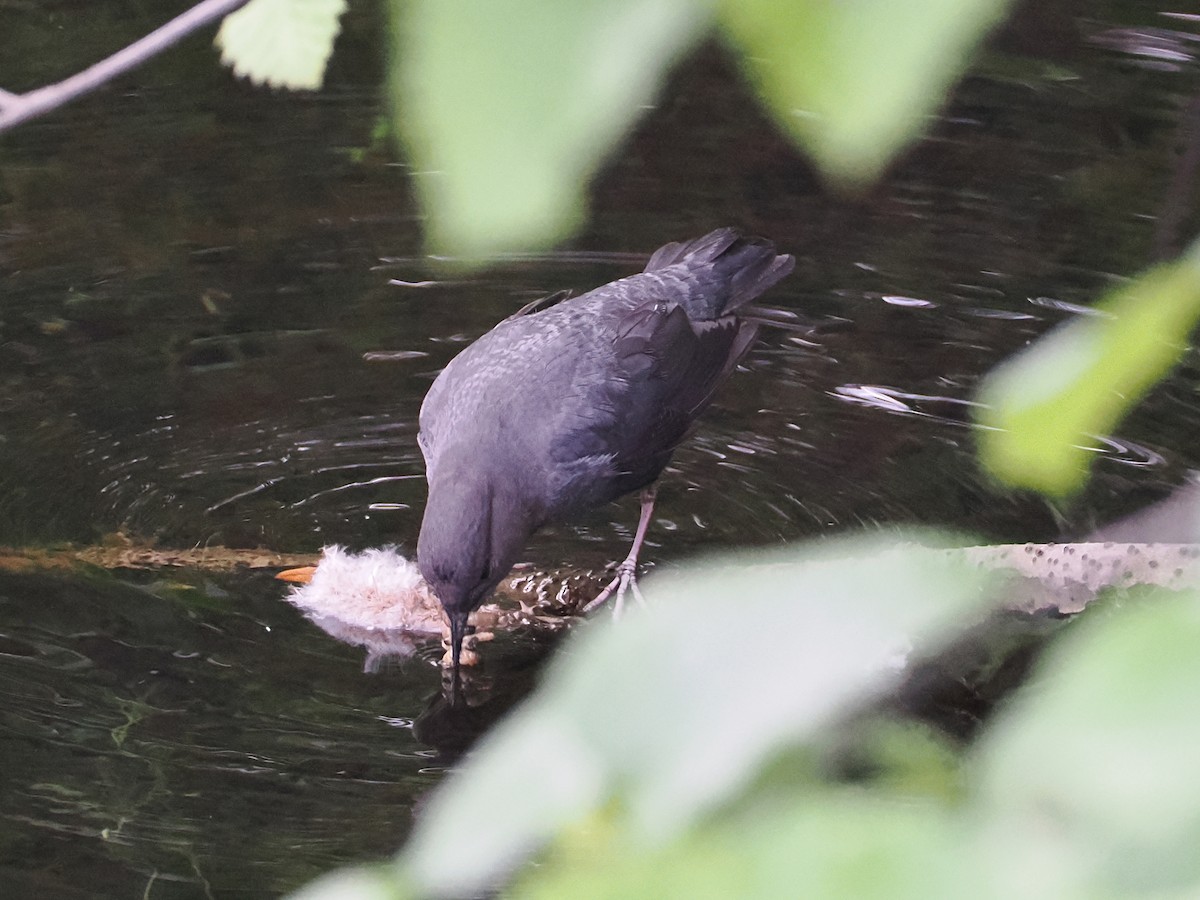 American Dipper - ML643618624