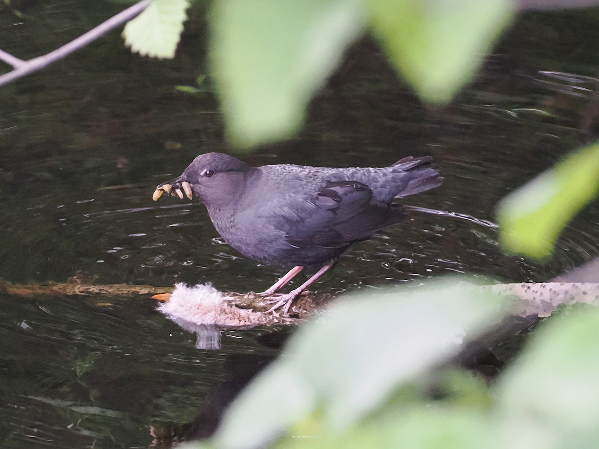 American Dipper - ML643618625