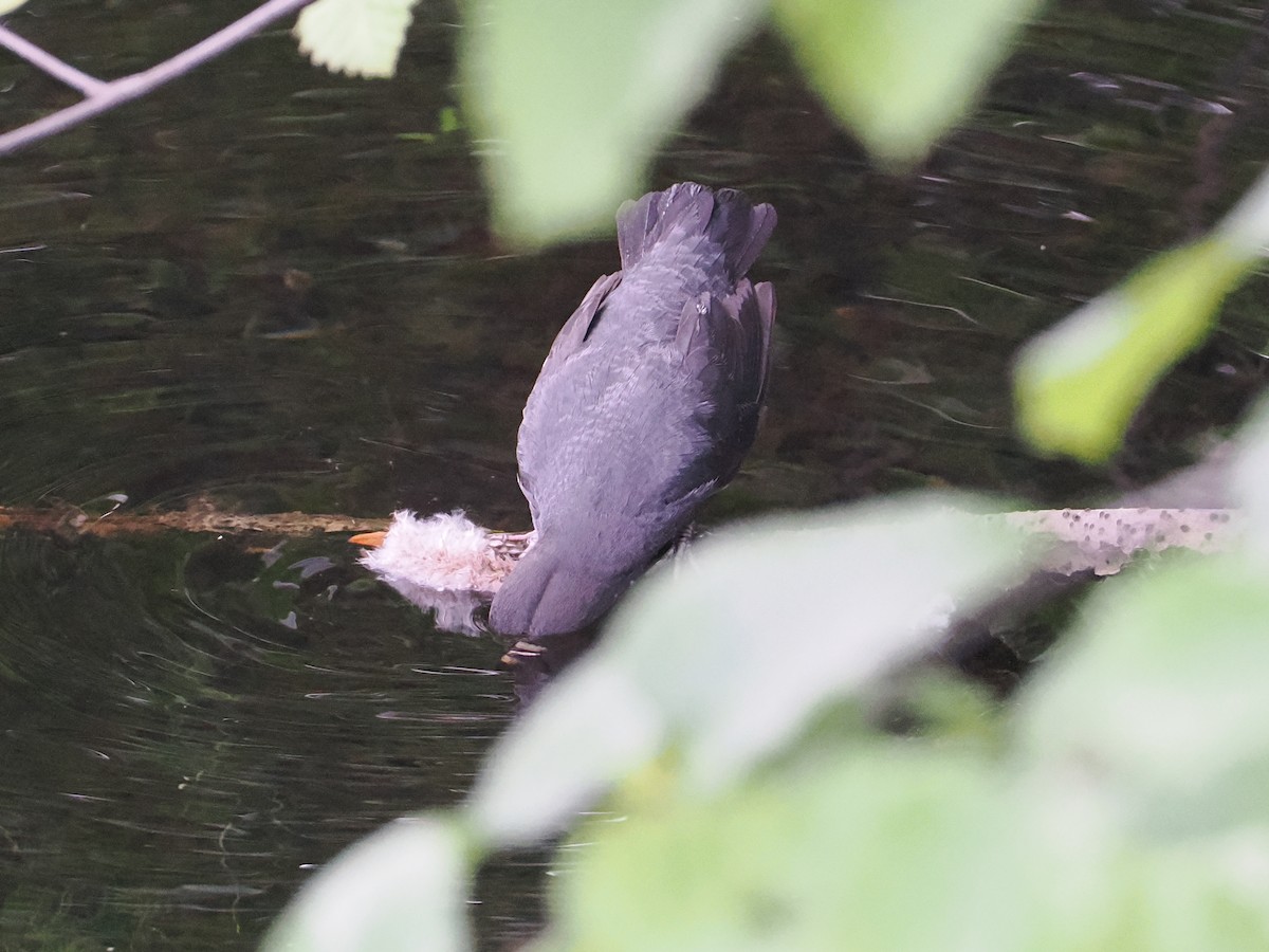 American Dipper - ML643618626