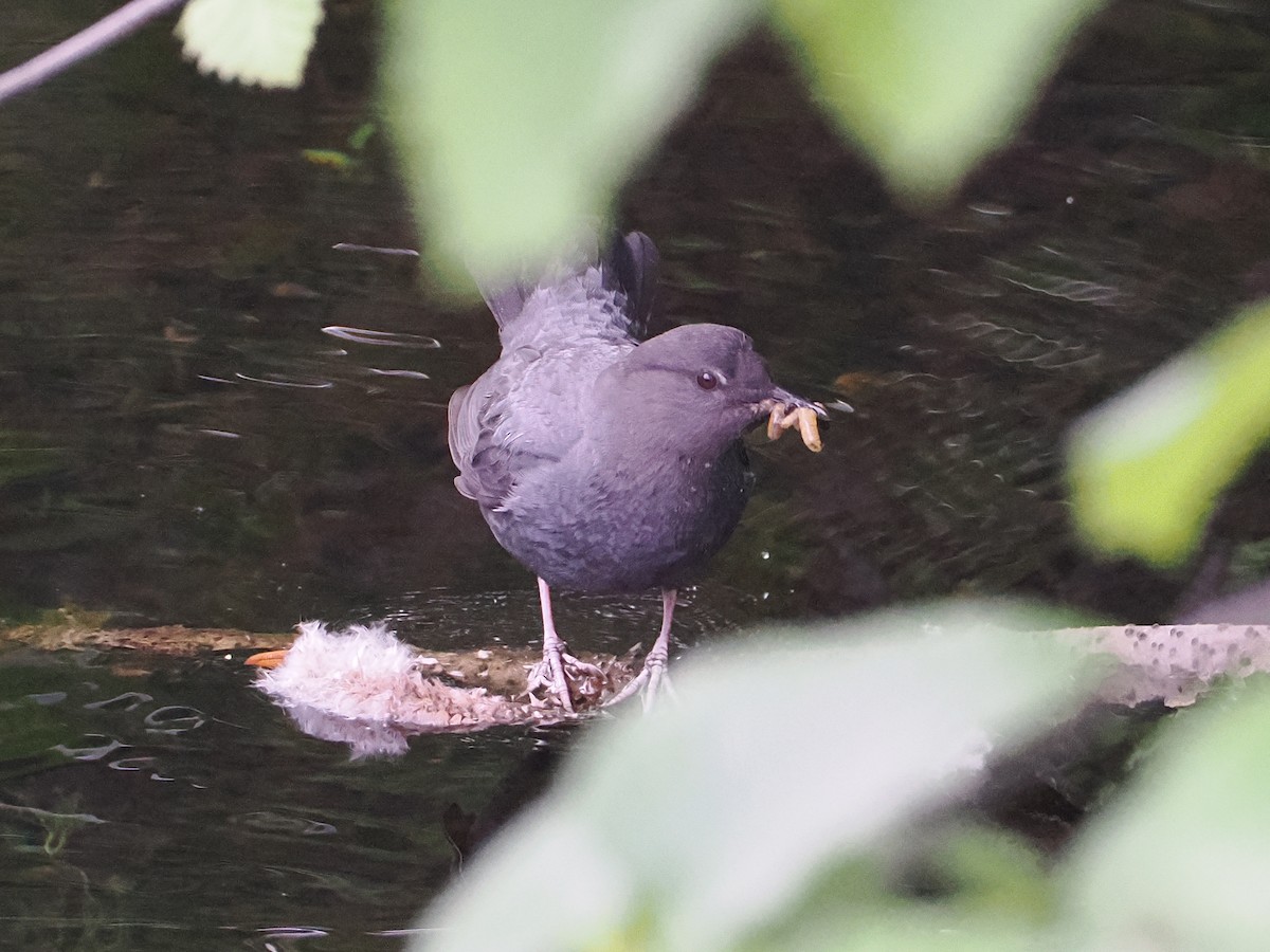 American Dipper - ML643618627