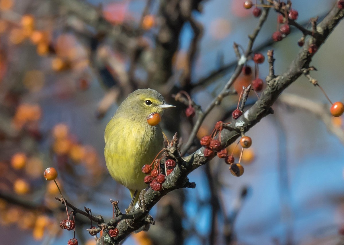 Orange-crowned Warbler - ML643618646