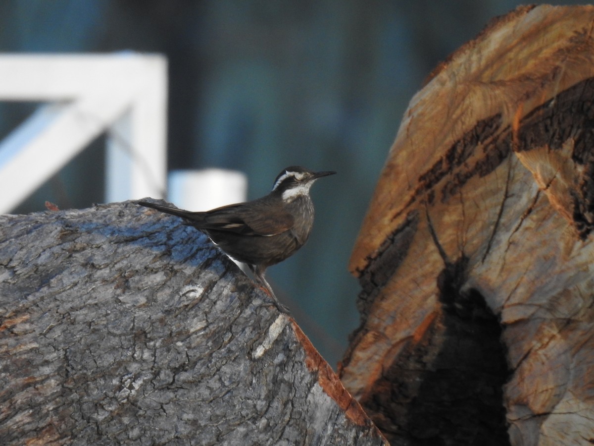 Cinclode à ventre sombre - ML643618651