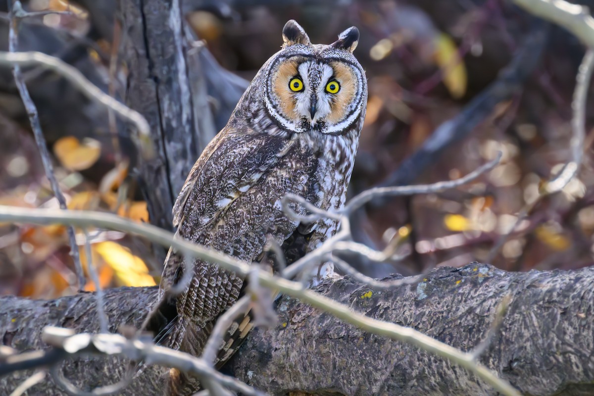 kalous ušatý - ML643618666