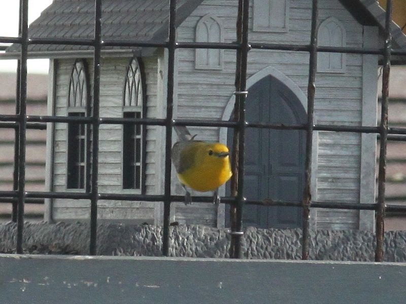 Prothonotary Warbler - ML643618684