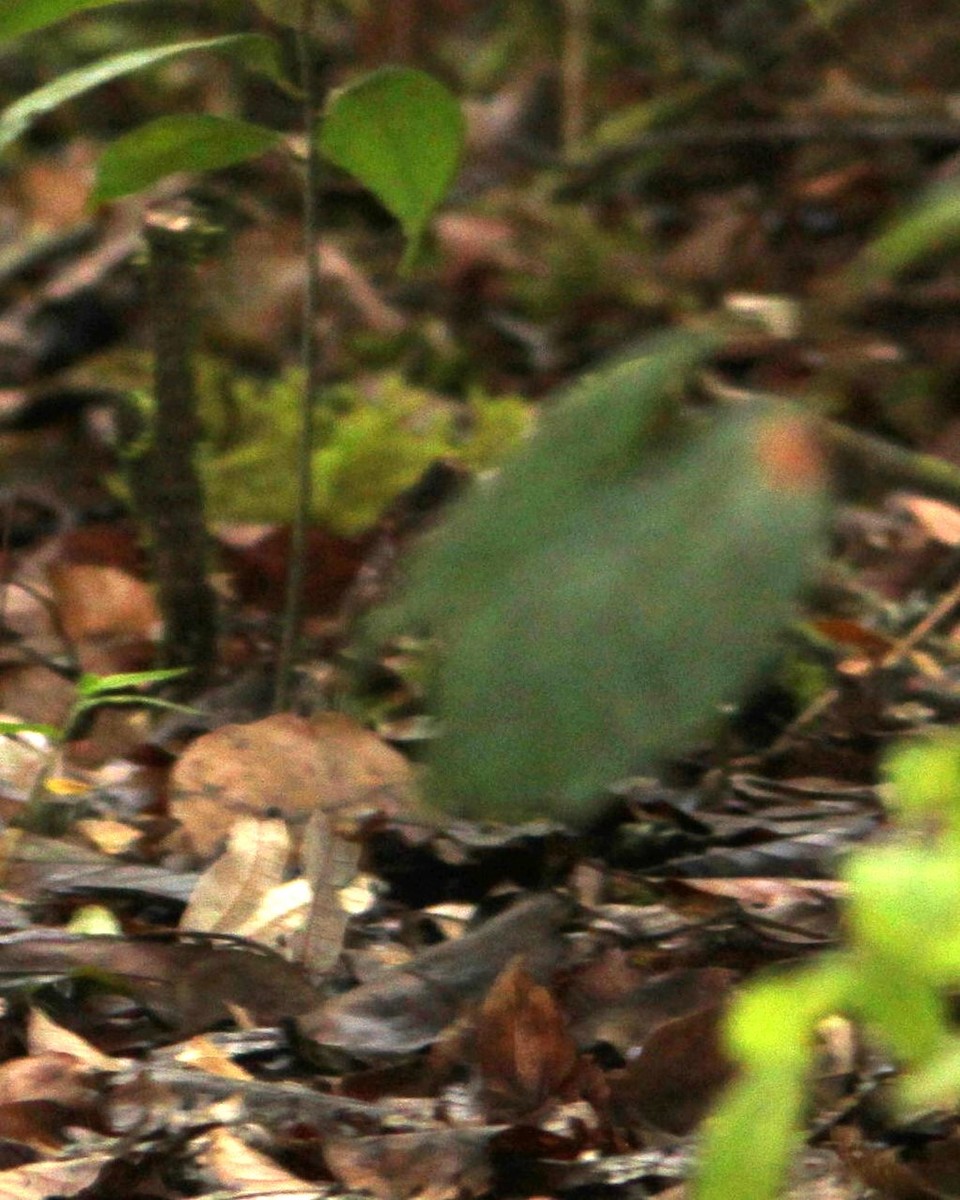 Silvery-fronted Tapaculo - ML643618695
