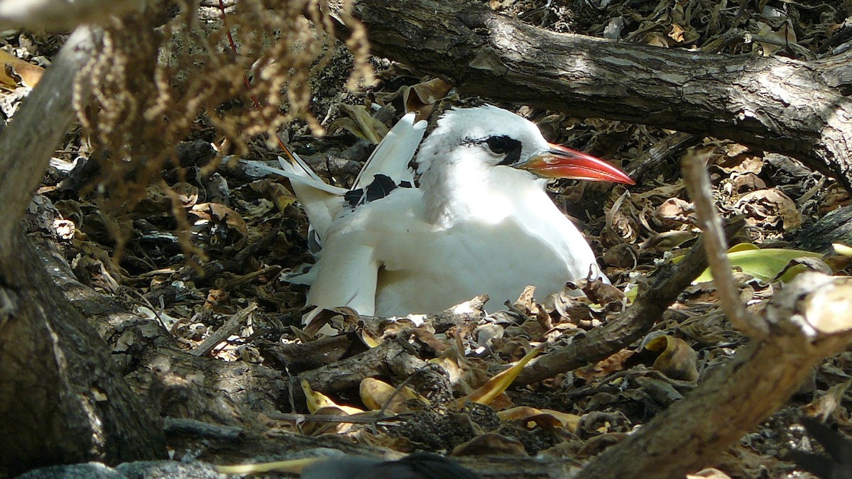 Red-tailed Tropicbird - ML643618730