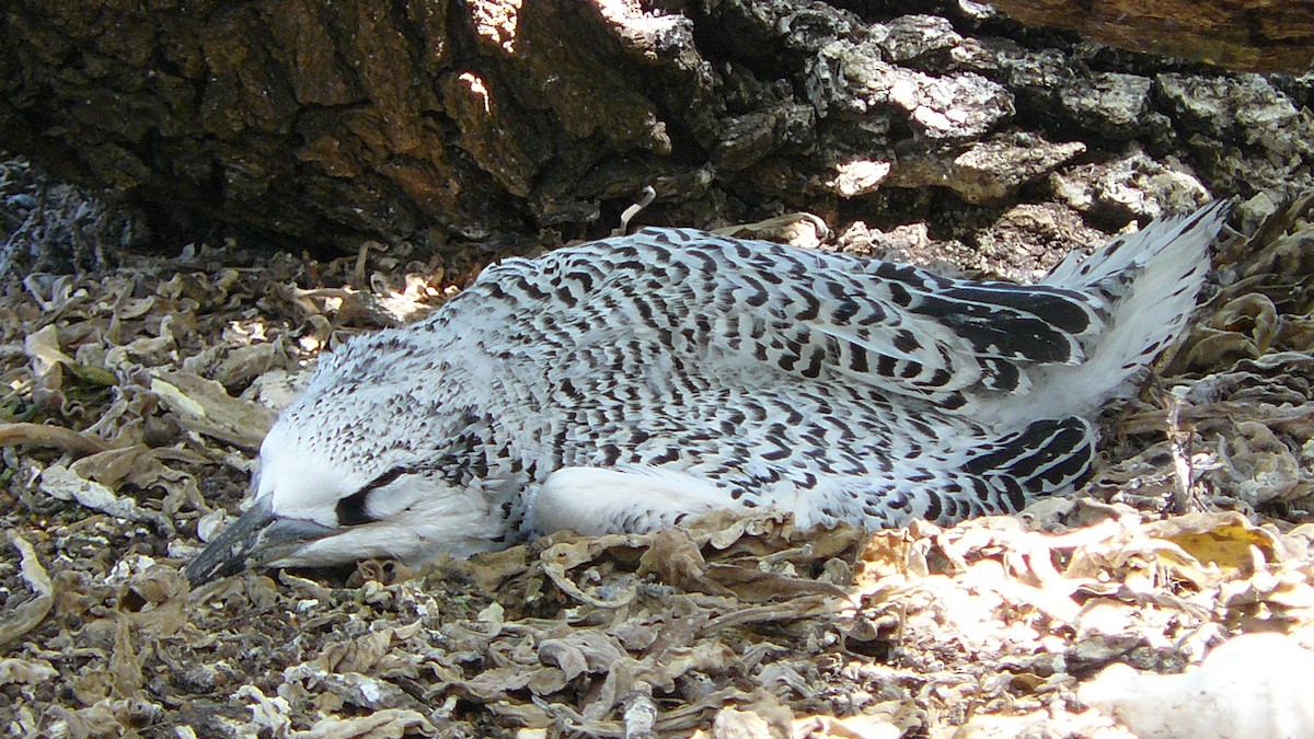 Red-tailed Tropicbird - ML643618744
