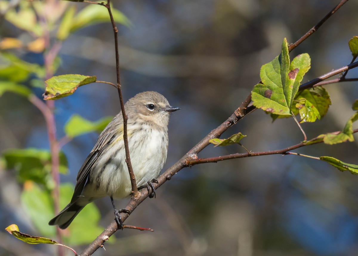 Yellow-rumped Warbler - ML643618756