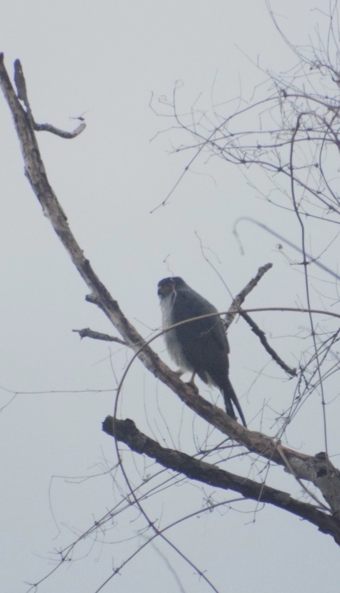 Bicolored Hawk - ML643618762