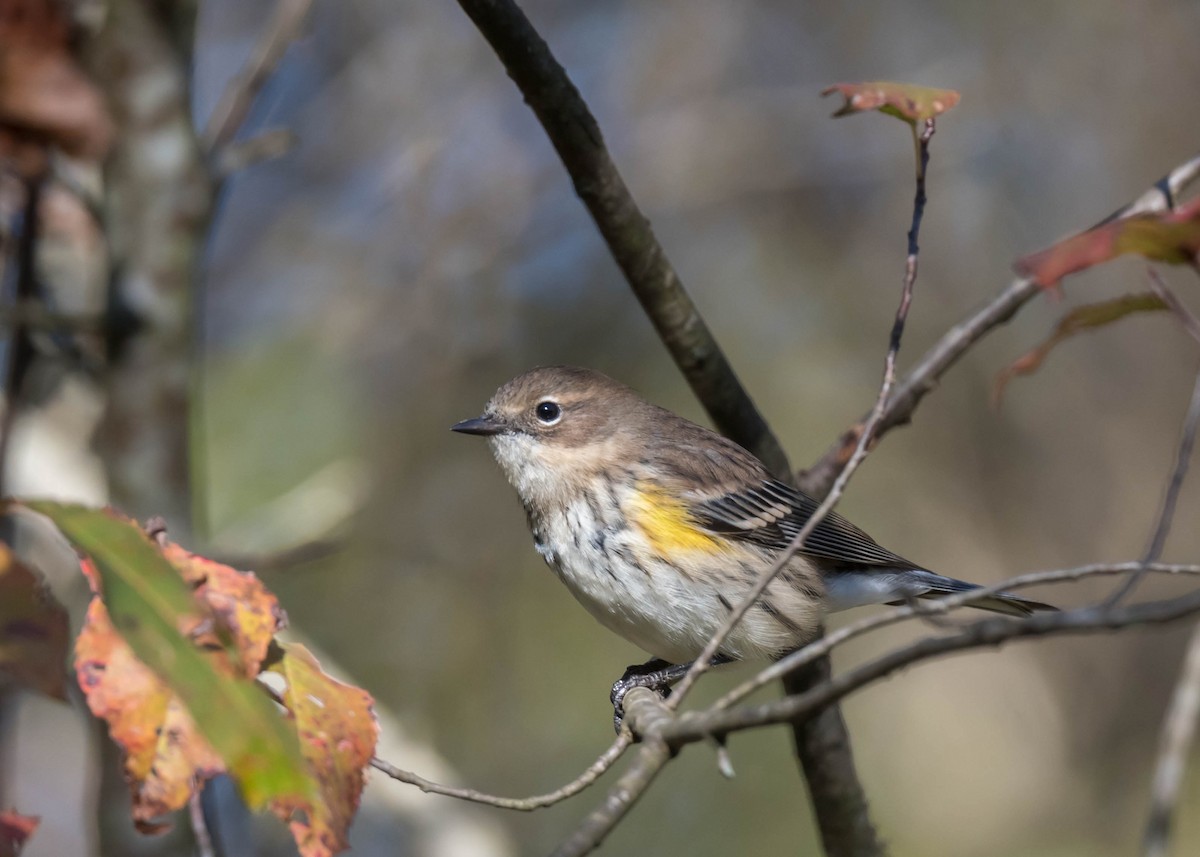 Yellow-rumped Warbler - ML643618763