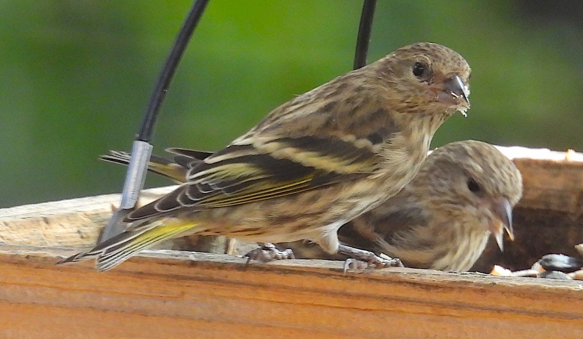 Pine Siskin - ML643618766