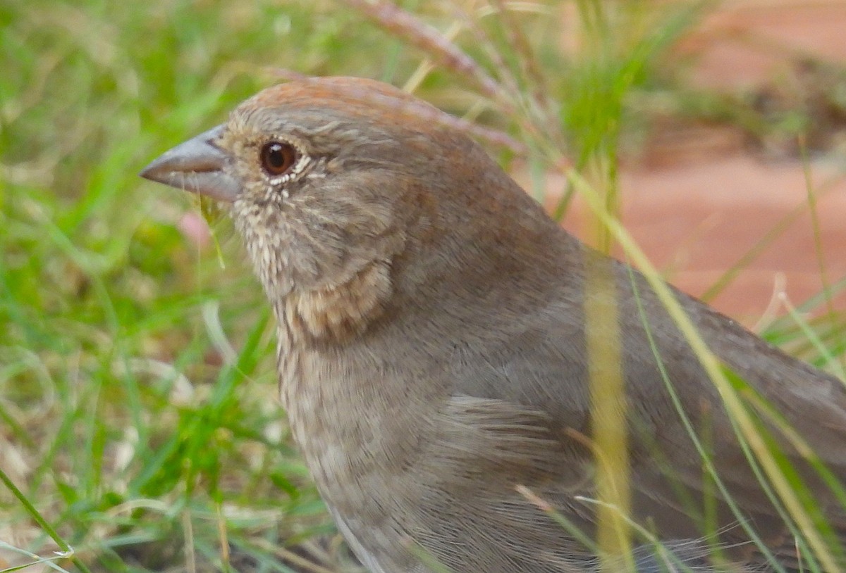 Canyon Towhee - ML643618778