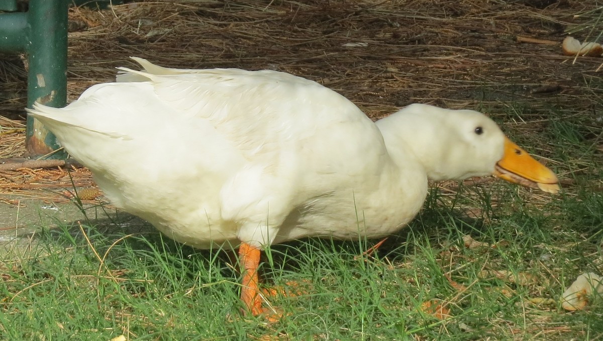 Mallard (Domestic type) - ML643618779