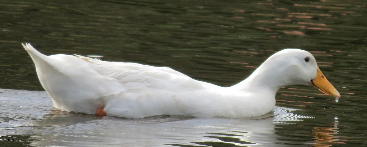 Mallard (Domestic type) - ML643618780