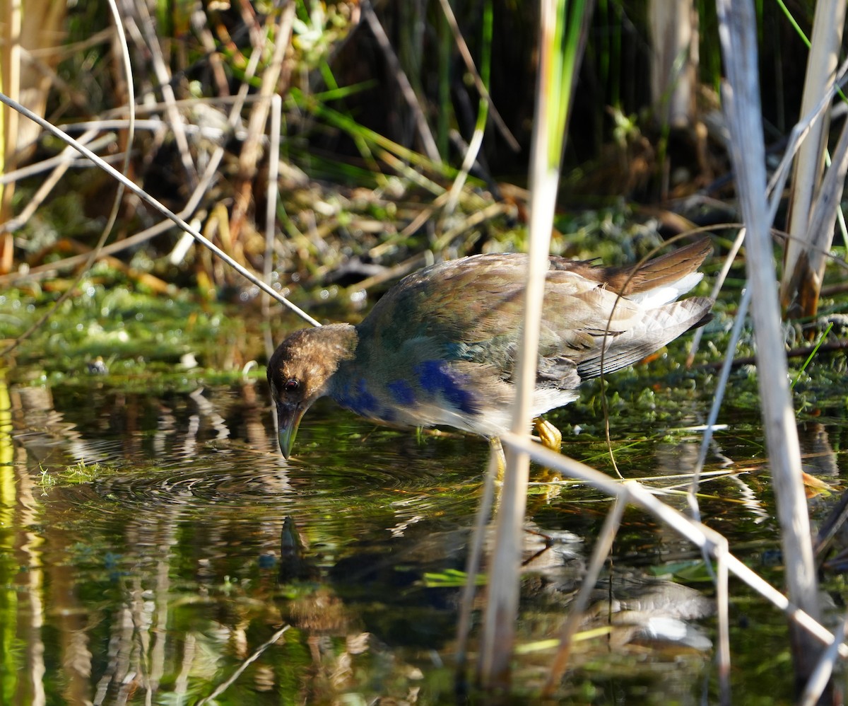 Purple Gallinule - ML643618781