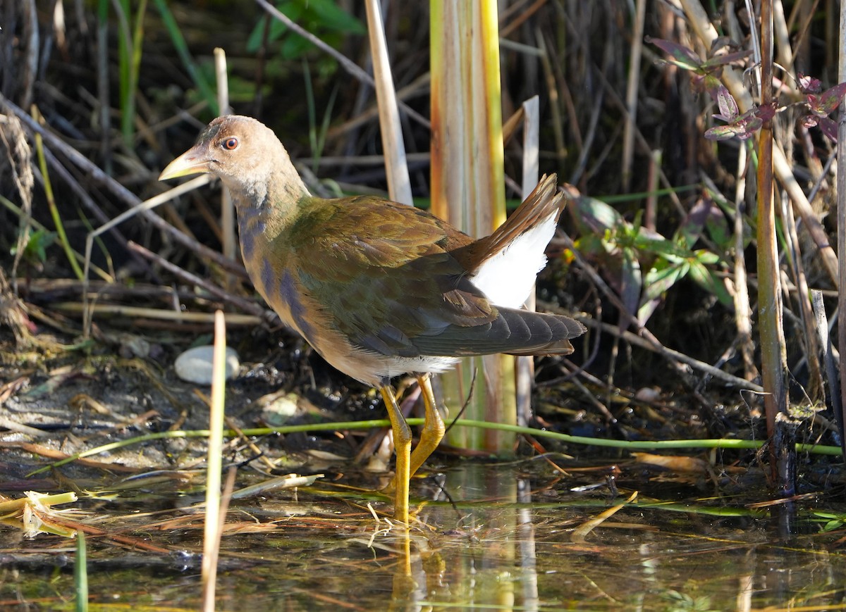 Purple Gallinule - ML643618787