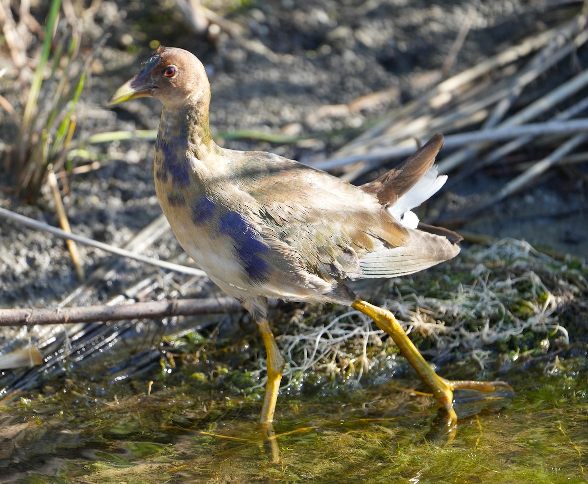 Purple Gallinule - ML643618789
