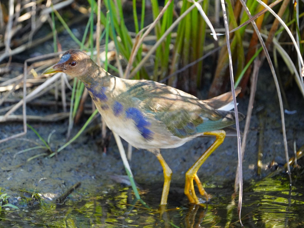 Purple Gallinule - ML643618790