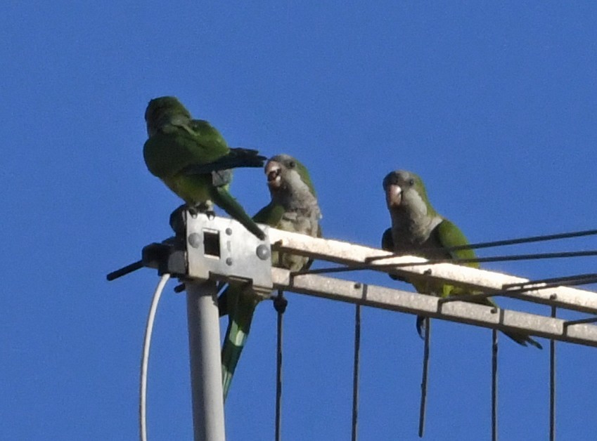 Monk Parakeet - ML643618794