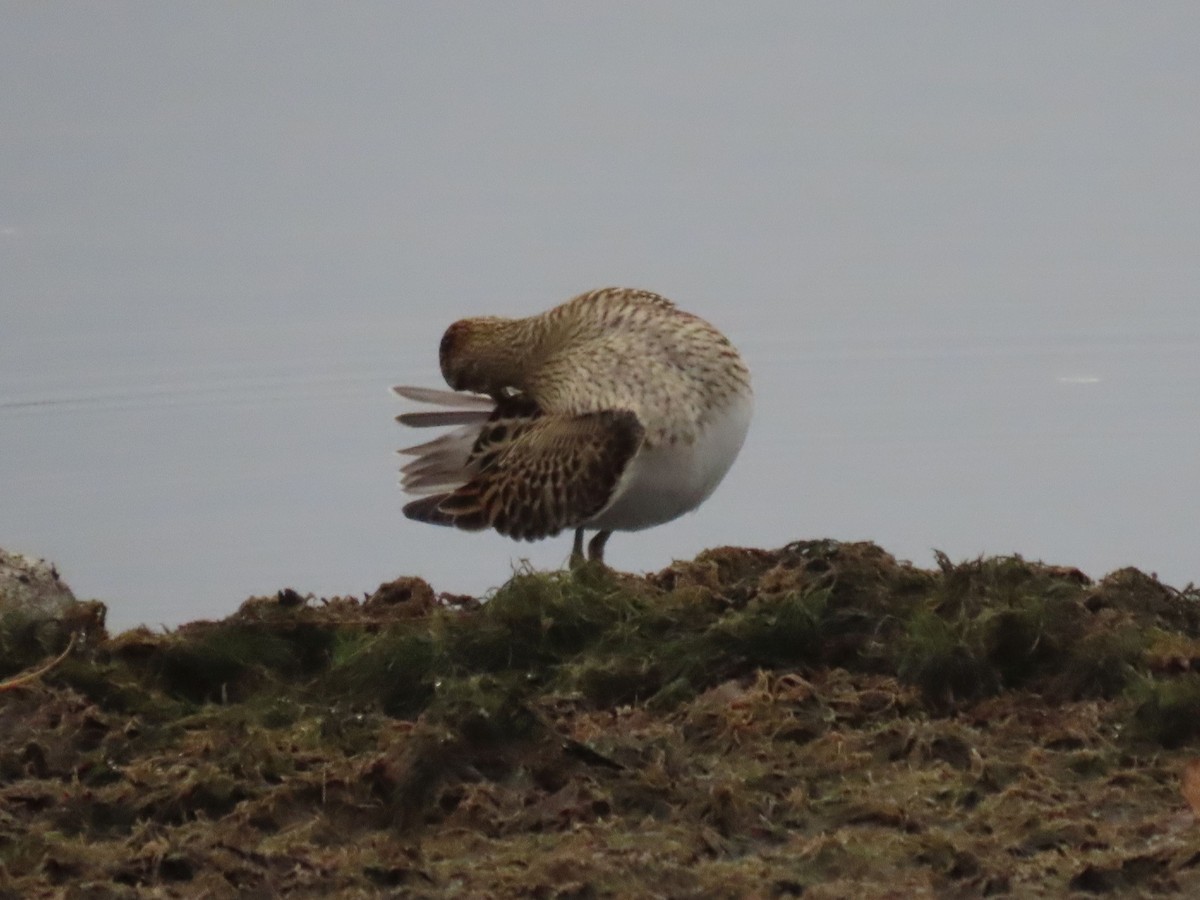 Pectoral Sandpiper - ML643618796