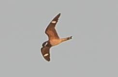 Engoulevent piramidig - ML643618832