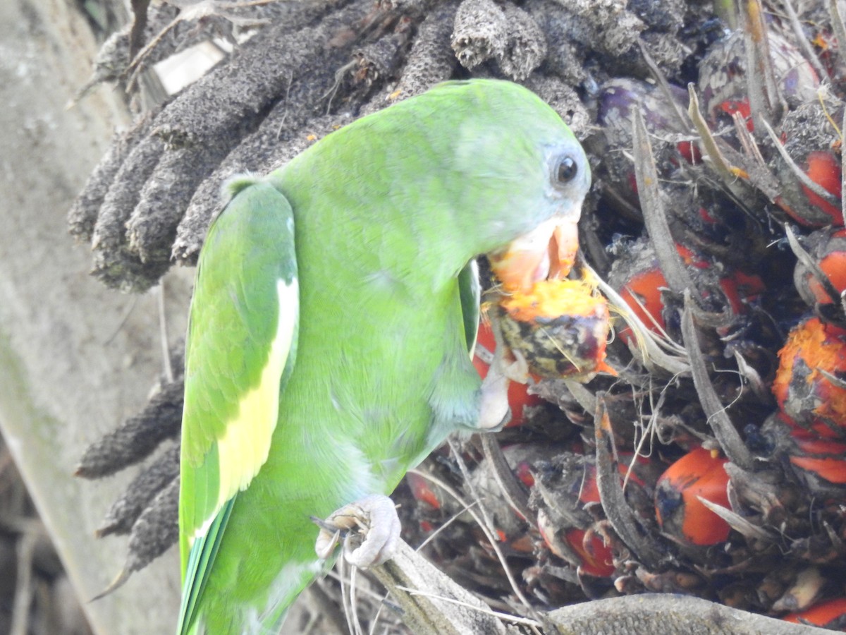 White-winged Parakeet - ML643618850