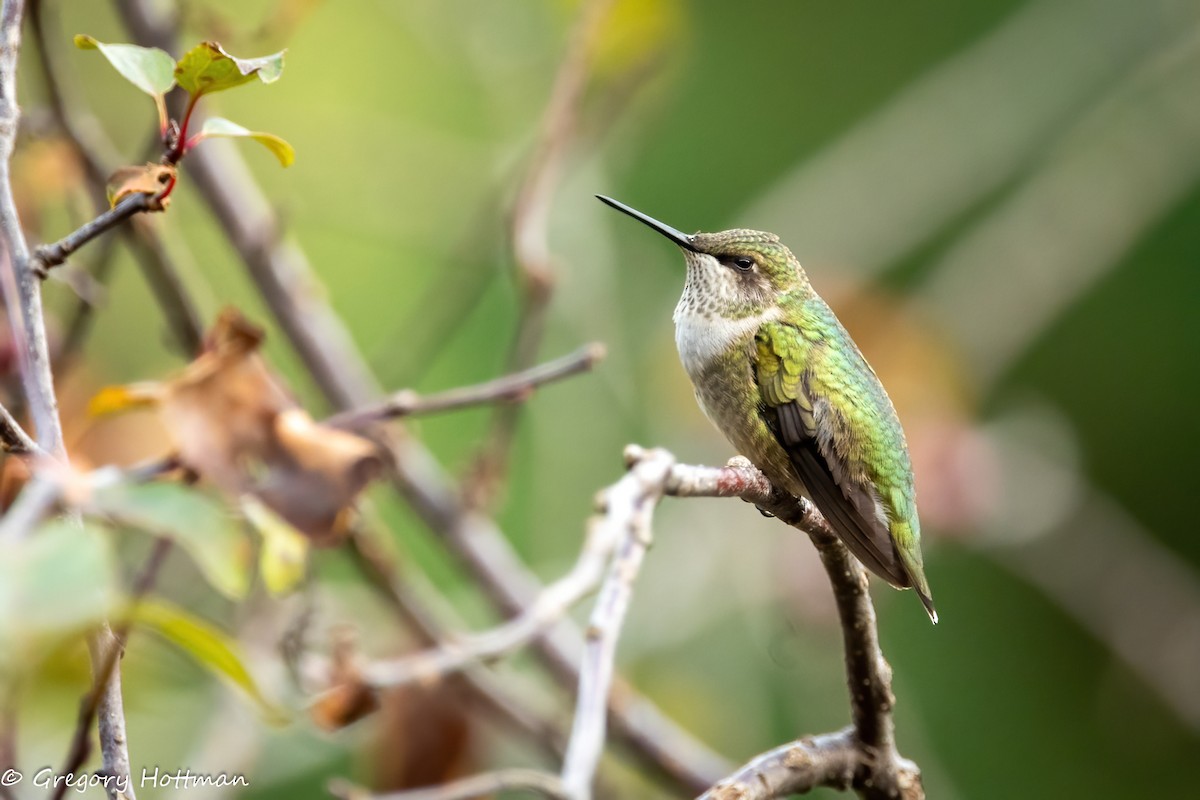 Ruby-throated Hummingbird - ML643618873